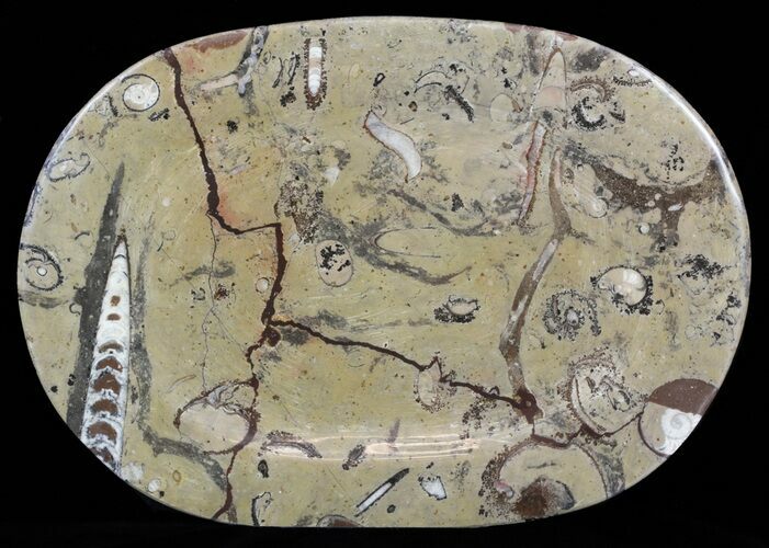 / Fossil Orthoceras & Goniatite Plate - Stoneware #58565